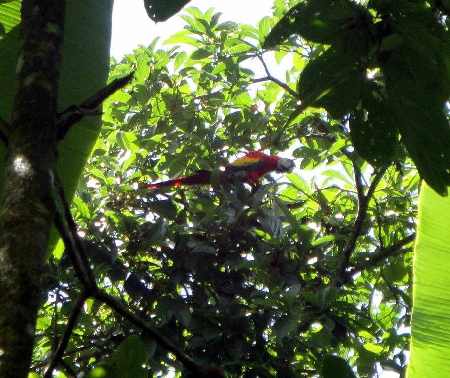 Cabinas Tropicales Пуерот-Хіменес Екстер'єр фото